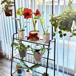 Plant Stand width 29, depth 13, hight 64
