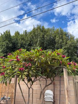 Red plumeria fresh cut 9-5-26