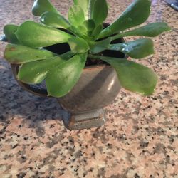 Succulent