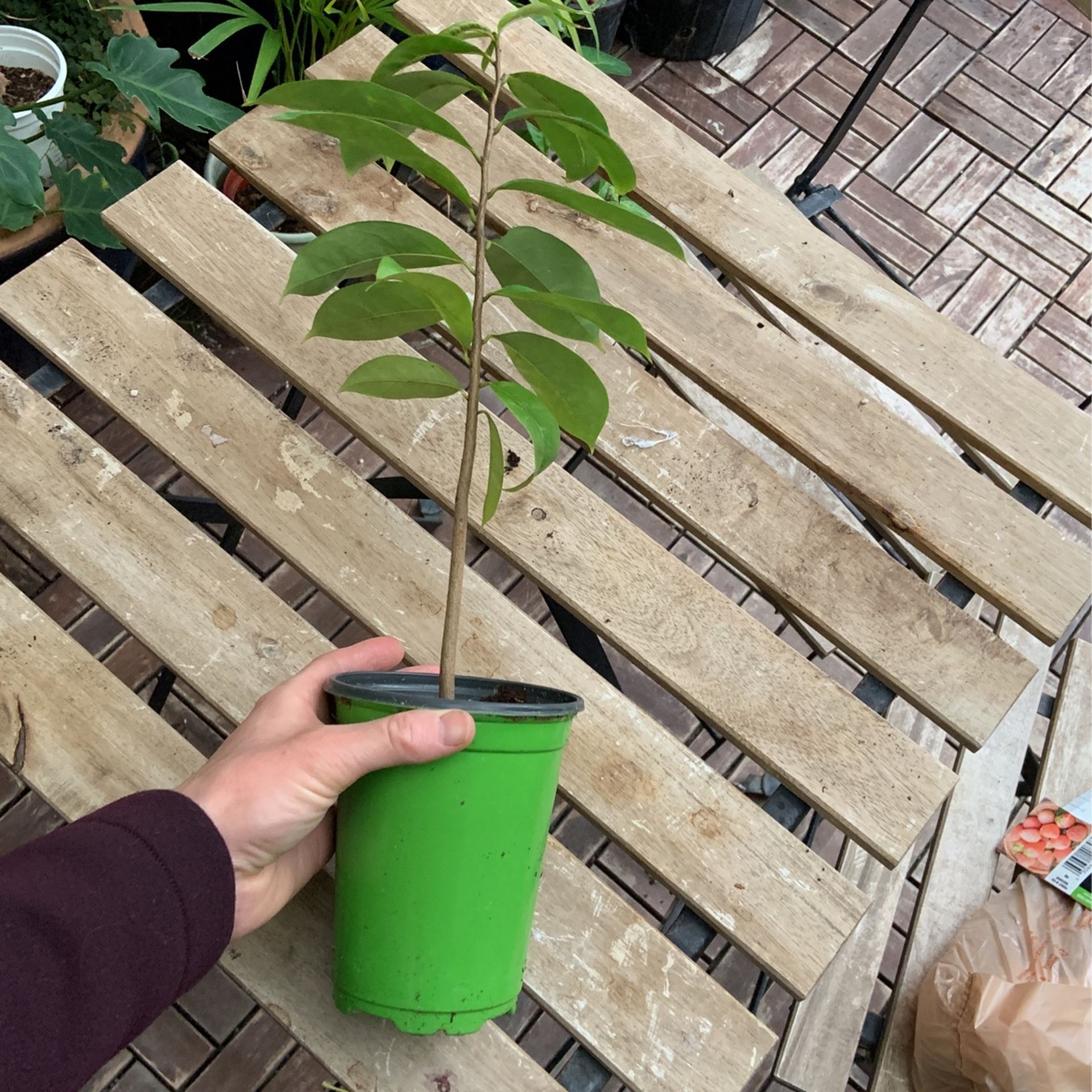 Soursop Annona Muricata
