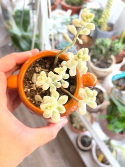 Graptopetalum mendozae (variegated)