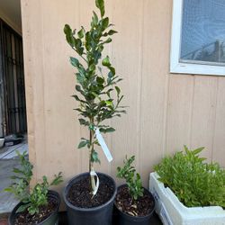 Kieffer lime tree