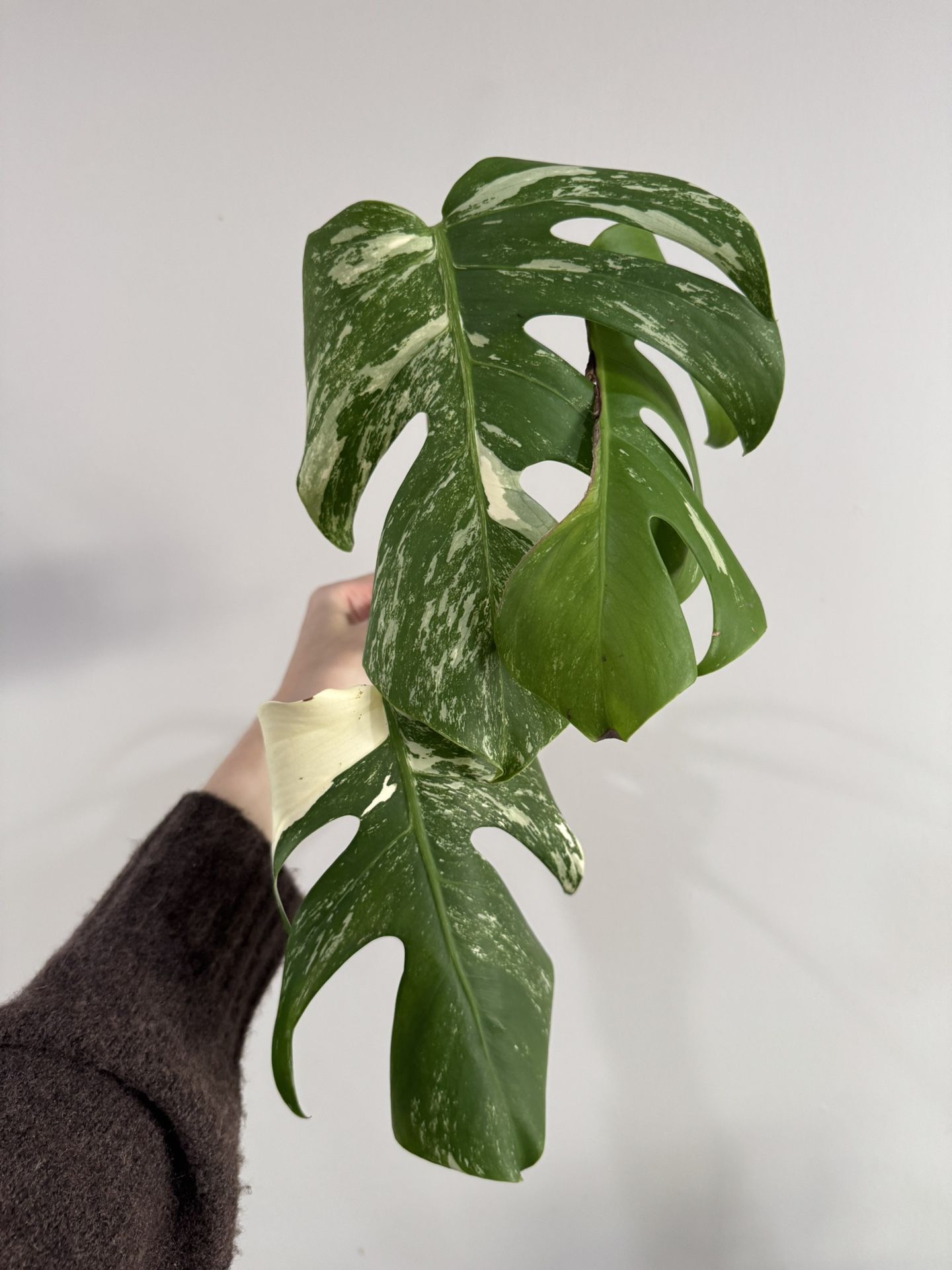 Monstera Albo plant rooted Cuttings