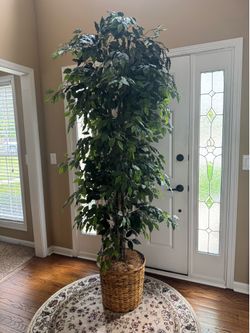 Ethan Allen Ficus Tree in Woven Basket