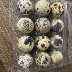Quail Eggs And Baby Quail 