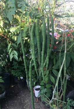 Fresh moringa sticks