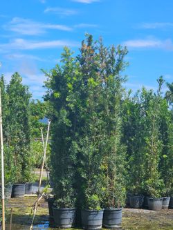 podocarpus About  8  feet tall Instant Privacy Hedge For Fence Green Full
