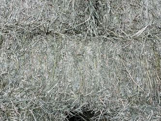 Alfalfa #1 Premium Quality 🐴