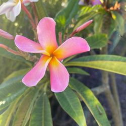 Pink Plumeria Fresh Seeds