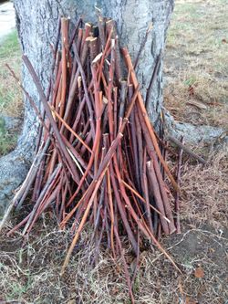 Firewood