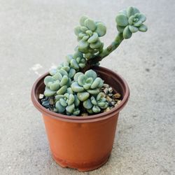 Succulents plants 🪴 