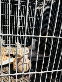 Birds Cage