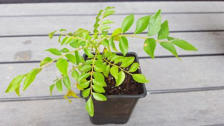 Fresh Curry leaf plant