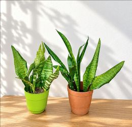 Ceylon snake plant - Sansevieria zeylanica