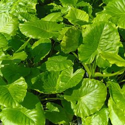 BEAUTIFUL ELEPHANT EAR PLANTS 7GL 💚💚$35