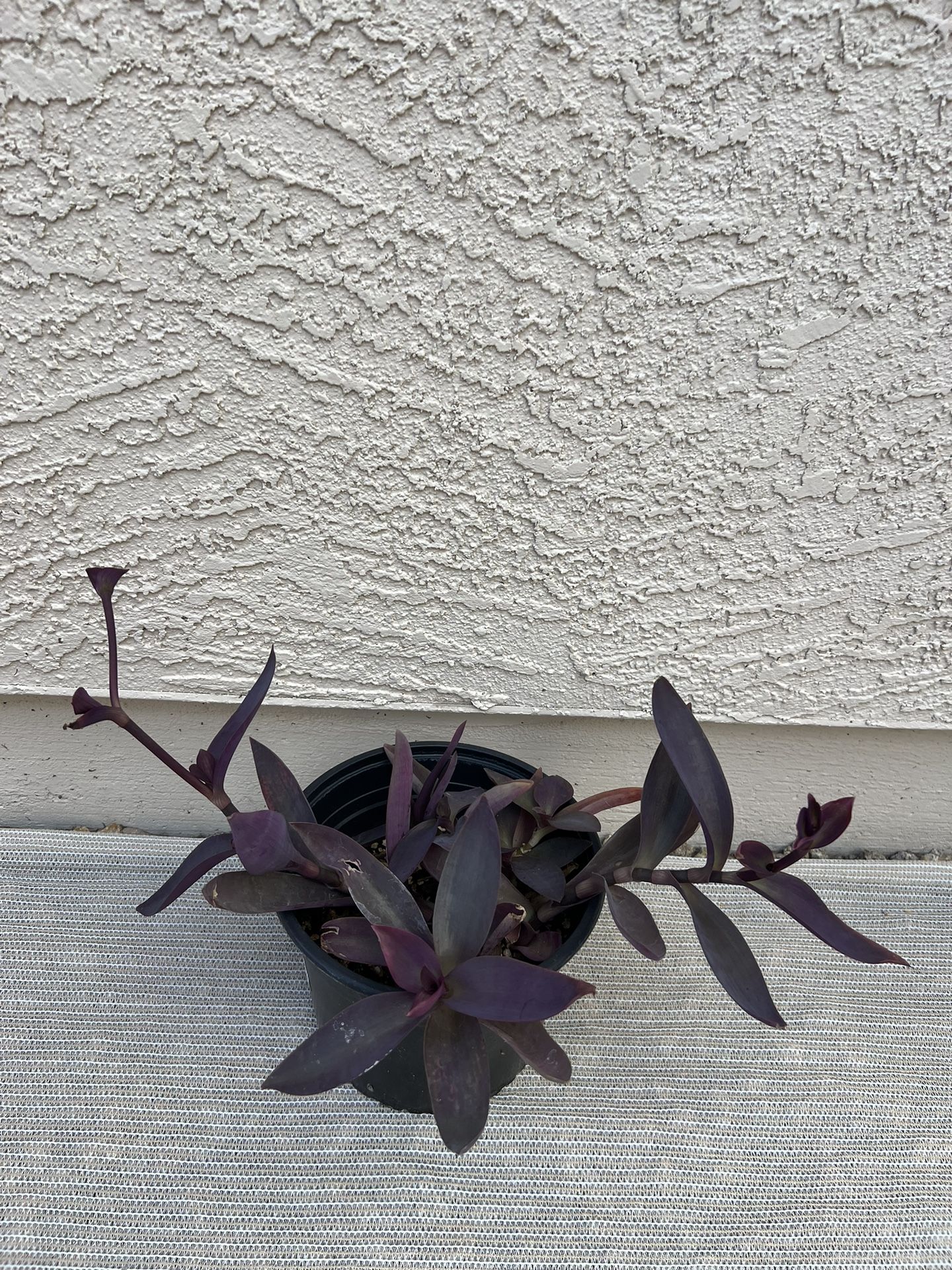 Purple Heart Plant