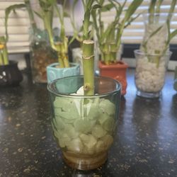 2 Bamboo Stalks In Multi Color Vase With White Rocks