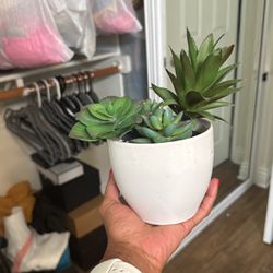 Fake Succulent Plant