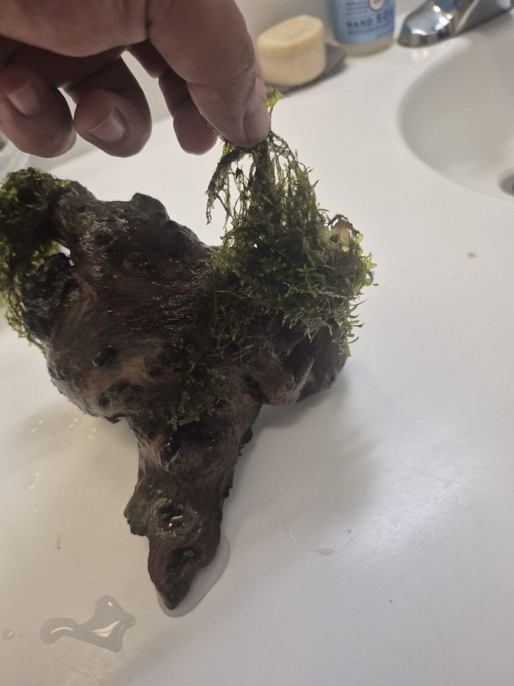 Driftwood W/ Moss Atached