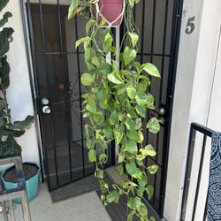 House Plant