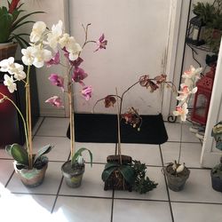 Five Fake Beautiful Plants