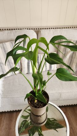 $95 Monstera Burle Marx Flame 🌿 