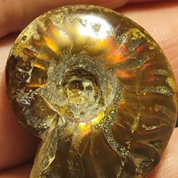 Natural Ammolite Fossil Uncut