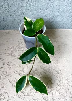 Hoya Krimson  Queen  plant