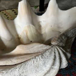 Giant Clam Shells