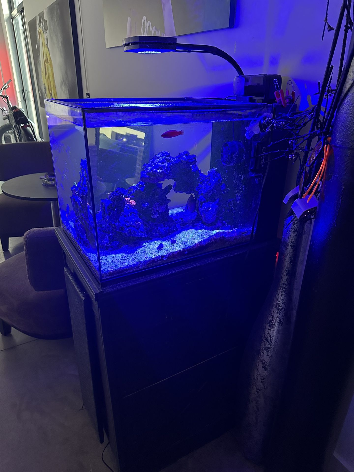 Waterbox 25 Gallon Salt Water Fish tank