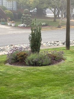 3 Lavender Bushes