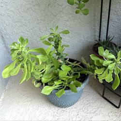 Euphorbia  Guentheri  plant