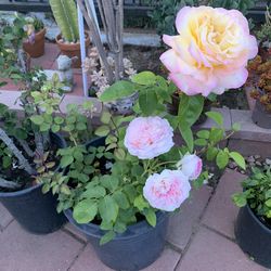 Rosa peace flower two styles organic one pot