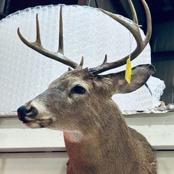 8 PT. BUCK.. Mount