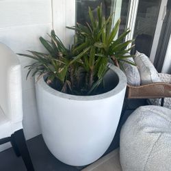 Plant With Planter