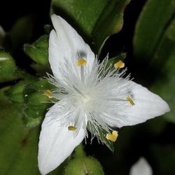 3 Wandering Gypsy Plants in pot (Tradescantia fluminensis)