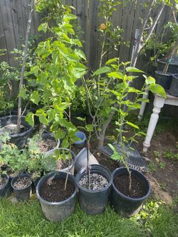 Arboles De Mullberry 