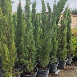 Italiano Cypress Pines 5gallon 6ft Tall 