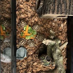 Tortoise…..🐢