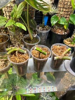 Monstera “Aurea” rooted cutting