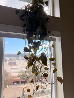 Philodendron Micans