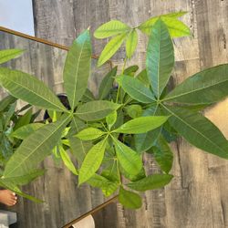 Money Tree With Ceramic Pot