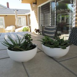 Pair Of White Stripe Print Garden Pots With Succulents