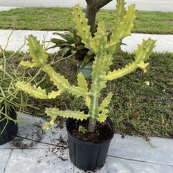 Cactus Euphorbia Lactea Candelabra 