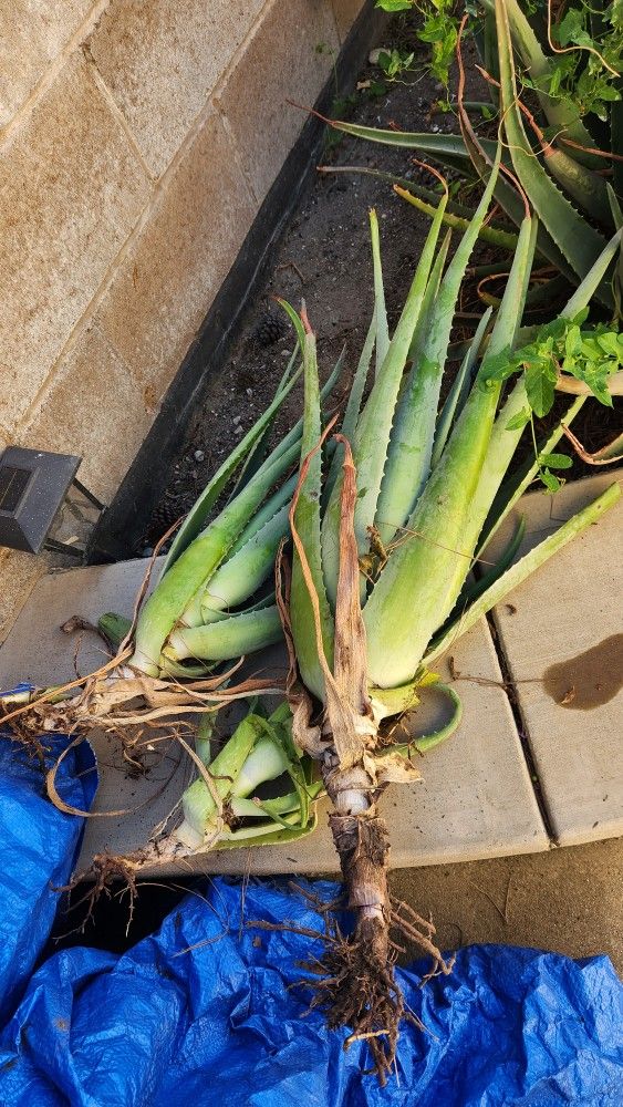 Aloe Vera Plants- Ready To Transplant