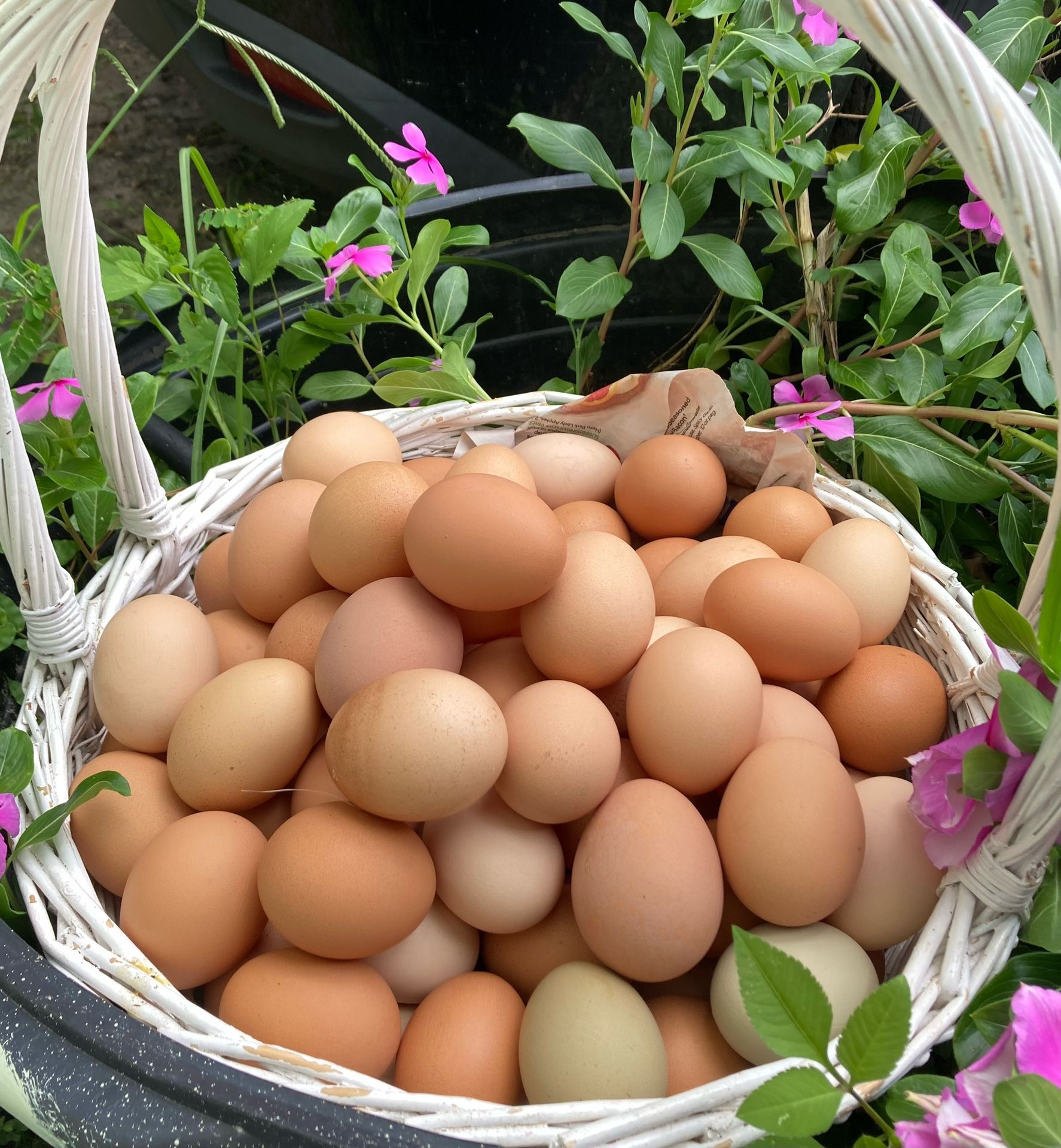 Fresh Farm Eggs!!!