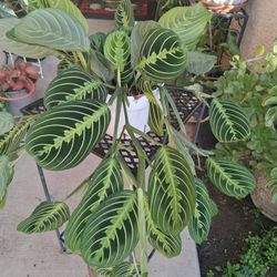 Lemon Lime Maranta Prayer Plant $18 & $35