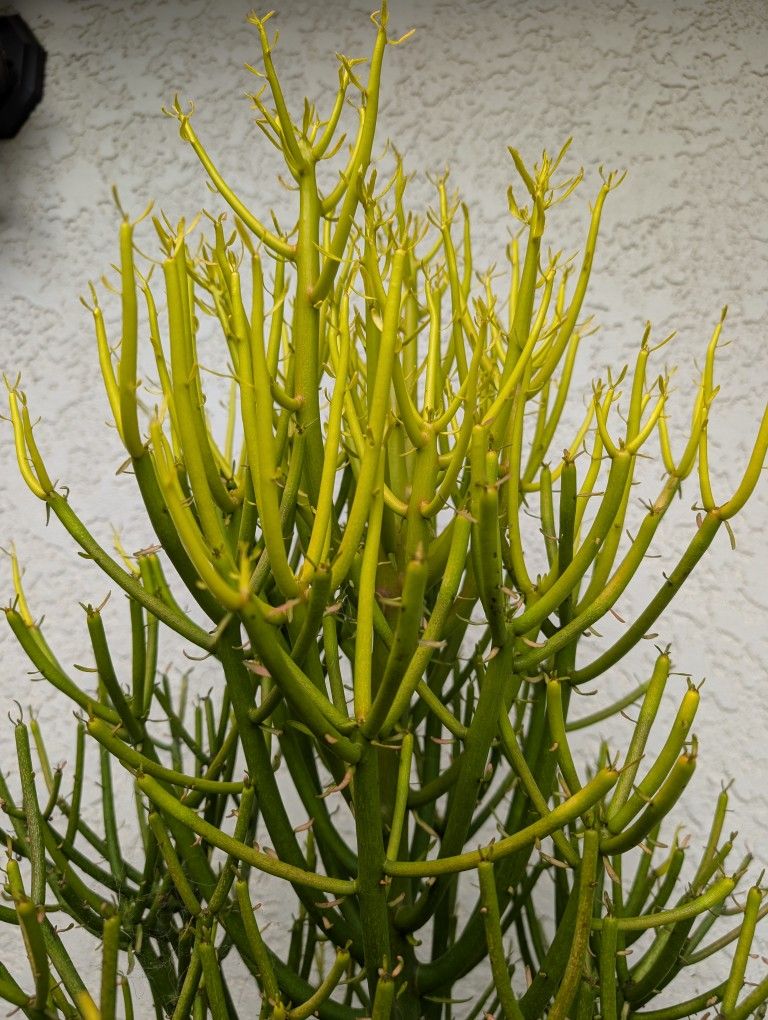 Fire Stick Succulent- Cutting Only