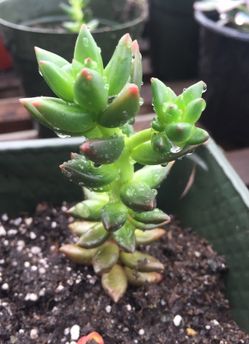 Haworthia (indoor succulent)