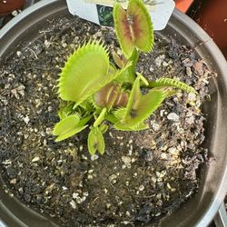 Carnivorous Plants With Rare Cultivars!